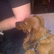 Blanding af racer Trunte