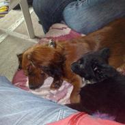 Blanding af racer Trunte