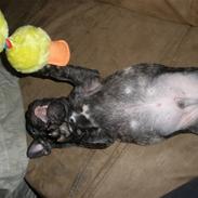 Fransk bulldog Anton