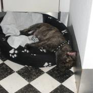 Fransk bulldog Anton