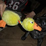 Fransk bulldog Anton