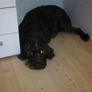 Ruhåret hønsehund Tiggi