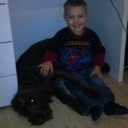 Ruhåret hønsehund Tiggi