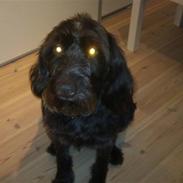 Ruhåret hønsehund Tiggi