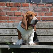 Basset hound tjalfe