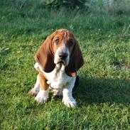 Basset hound tjalfe