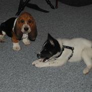 Basset hound tjalfe