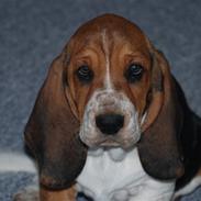 Basset hound tjalfe