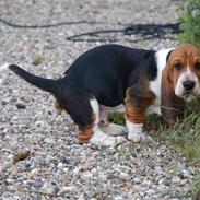 Basset hound tjalfe