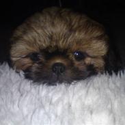 Shih tzu Isja