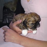 Shih tzu Isja