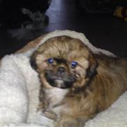 Shih tzu Isja