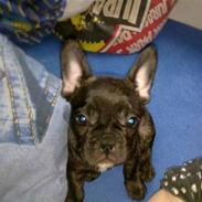 Fransk bulldog Laica