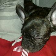 Fransk bulldog Laica