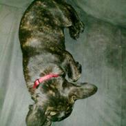 Fransk bulldog Laica