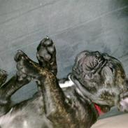 Fransk bulldog Laica