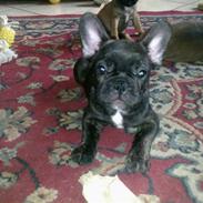 Fransk bulldog Laica