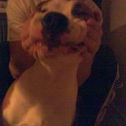 Amerikansk staffordshire terrier )¤( Tiko )¤(