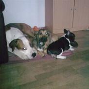 Amerikansk staffordshire terrier )¤( Tiko )¤(