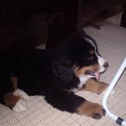 Berner sennenhund Kicja<3 R.I.P