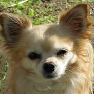 Chihuahua Vaks