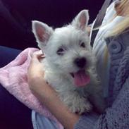 West highland white terrier Bella