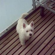 West highland white terrier Bella