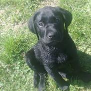 Labrador retriever Basse