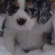 Cavalier king charles spaniel Thristan