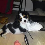 Cavalier king charles spaniel Thristan