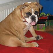 Olde english bulldogge Spangers Cinderella