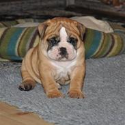 Olde english bulldogge Spangers Cinderella
