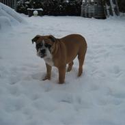 Olde english bulldogge Spangers Cinderella