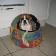 Olde english bulldogge Spangers Cinderella