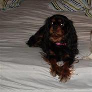 Cavalier king charles spaniel Zenta