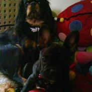 Cavalier king charles spaniel Zenta