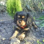 Cavalier king charles spaniel Zenta