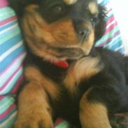 Cavalier king charles spaniel Zenta