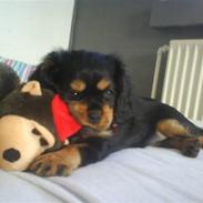 Cavalier king charles spaniel Zenta