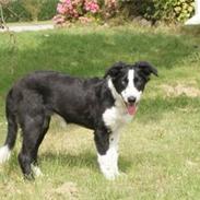 Border collie Molly solgt