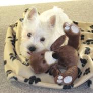 West highland white terrier Oskar