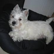 West highland white terrier Oskar