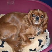 Cavalier king charles spaniel tulle