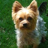 Yorkshire terrier bailey
