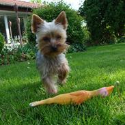 Yorkshire terrier bailey