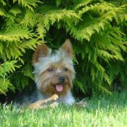 Yorkshire terrier bailey