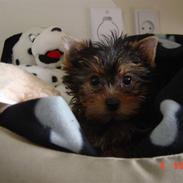 Yorkshire terrier bailey
