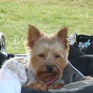 Yorkshire terrier bailey