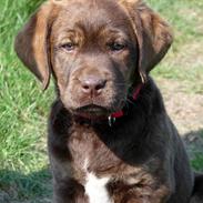 Labrador retriever Siska 