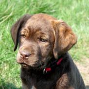 Labrador retriever Siska 